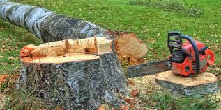How Our Tree Care Process Works  in  Rotan, TX