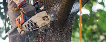 Best Lawn Maintenance Plans  in Rotan, TX