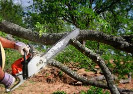 Tree and Shrub Care in Rotan, TX