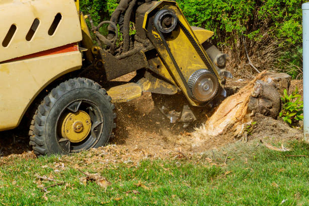 Best Lawn Renovation and Restoration  in Rotan, TX
