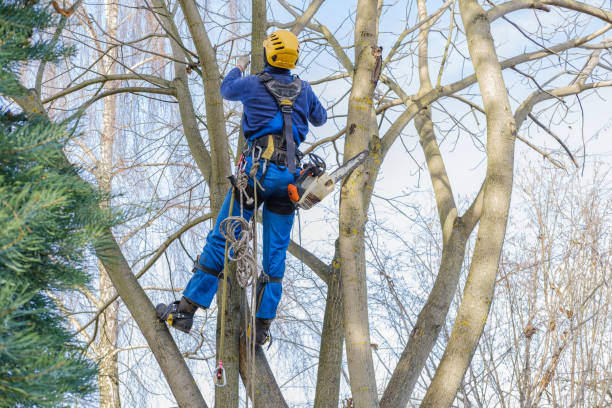Best Lawn Pest Prevention  in Rotan, TX