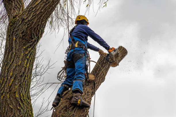 Best Tree Mulching  in Rotan, TX